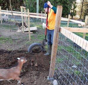 Farmstay on a Goat Farm in  British Columbia, Canada