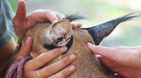 Costa Rica animal rescue - work exchange