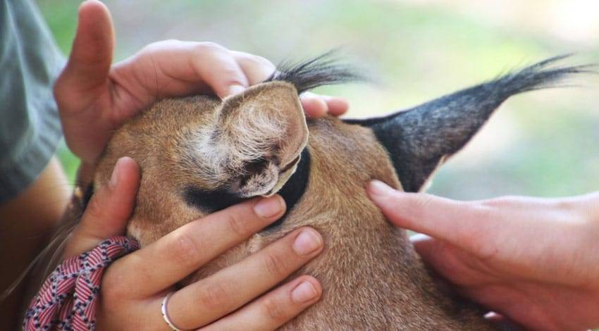 Costa Rica animal rescue - work exchange