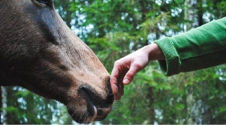 Horse riding and caretaker volunteer opportunities in Costa Rica
