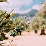 Olive farming volunteer opportunity in Greece