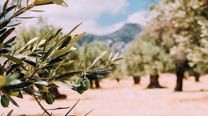 Olive farm volunteer opportunity in Greece, free room and board
